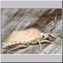 Rhaphigaster nebulosa - Graue Feldwanze - Wanzenschupf 02e.jpg